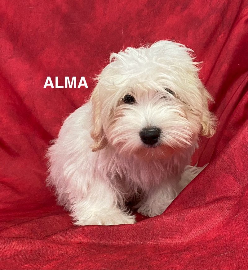 ALMA coton Femelle Coton de tulear