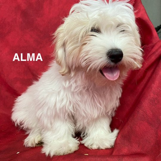 chiot Coton de tulear ALMA coton Domaine de la Chantelaie