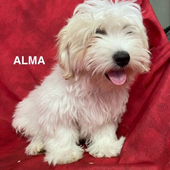 chiot Coton de tulear ALMA coton Domaine de la Chantelaie