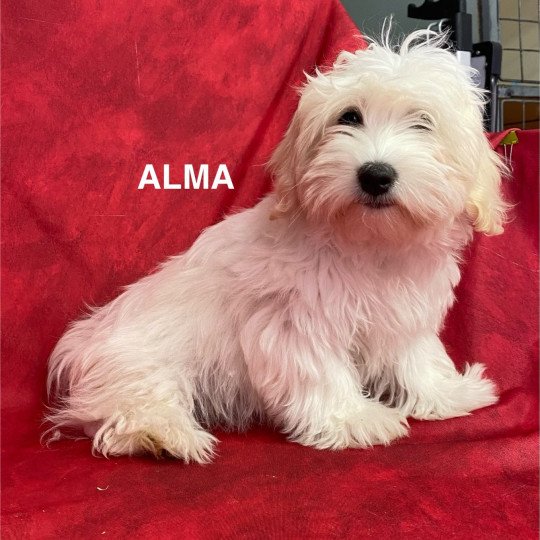 chiot Coton de tulear ALMA coton Domaine de la Chantelaie