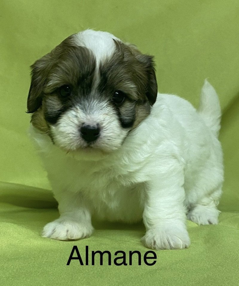 ALMANE coton à réserver Femelle Coton de tulear