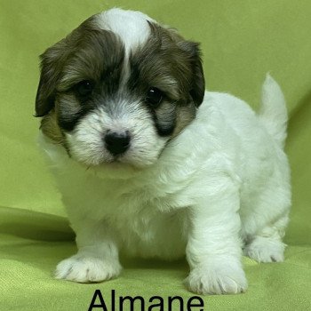 chiot Coton de tulear ALMANE coton à réserver Domaine de la Chantelaie
