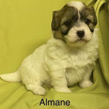 chiot Coton de tulear ALMANE coton à réserver Domaine de la Chantelaie
