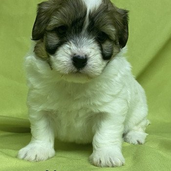 chiot Coton de tulear ALMANE coton à réserver Domaine de la Chantelaie