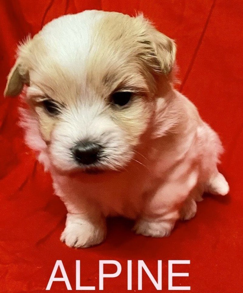 ALPINE à réserver Femelle Coton de tulear