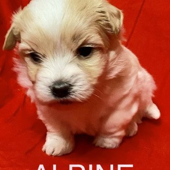 chiot Coton de tulear ALPINE à réserver Domaine de la Chantelaie