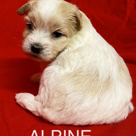 chiot Coton de tulear ALPINE à réserver Domaine de la Chantelaie