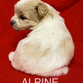 chiot Coton de tulear ALPINE à réserver Domaine de la Chantelaie