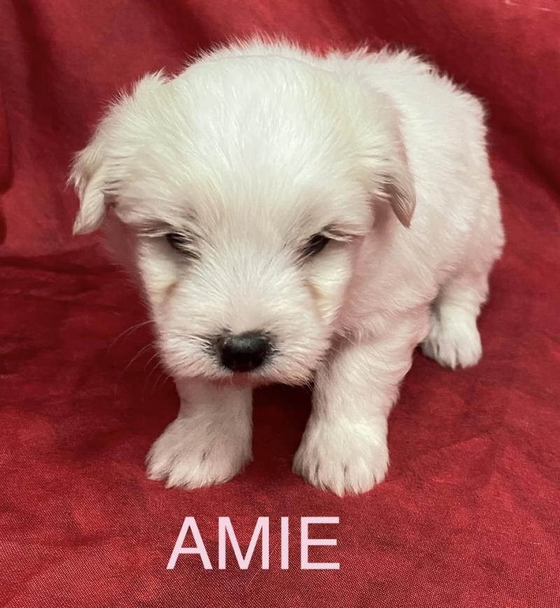 AMIE coton LOF RÉSERVÉE Femelle Coton de tulear