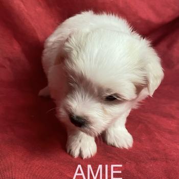 chiot Coton de tulear AMIE coton LOF à réserver Domaine de la Chantelaie