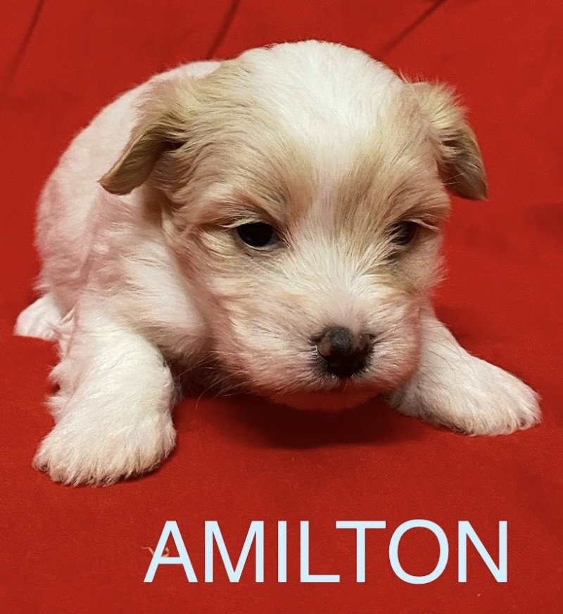 AMILTON à réserver Mâle Coton de tulear