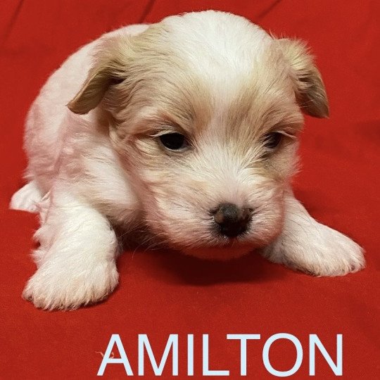 chiot Coton de tulear AMILTON à réserver Domaine de la Chantelaie