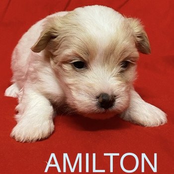 chiot Coton de tulear AMILTON à réserver Domaine de la Chantelaie