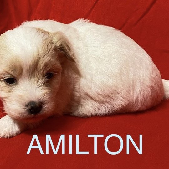 chiot Coton de tulear AMILTON à réserver Domaine de la Chantelaie