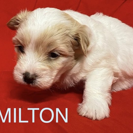 chiot Coton de tulear AMILTON à réserver Domaine de la Chantelaie