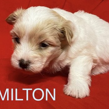 chiot Coton de tulear AMILTON à réserver Domaine de la Chantelaie
