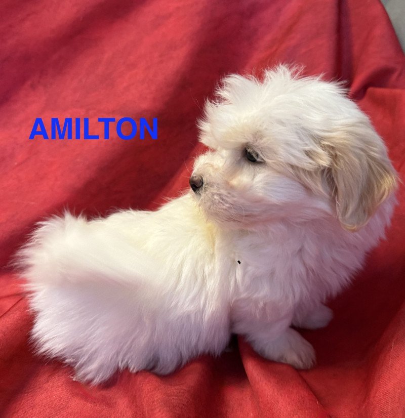 AMILTON coton disponible Mâle Coton de tulear