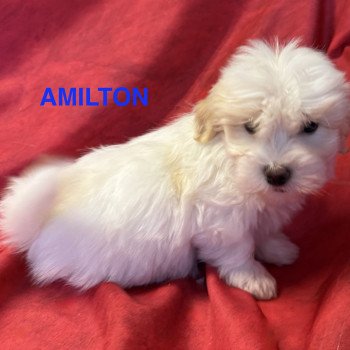 chiot Coton de tulear AMILTON à réserver Domaine de la Chantelaie
