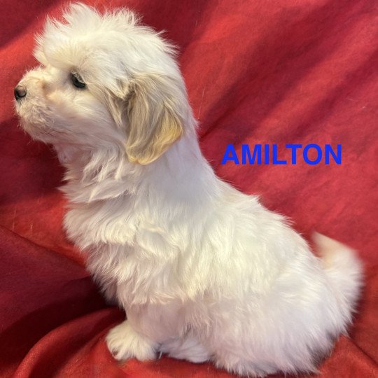 chiot Coton de tulear AMILTON à réserver Domaine de la Chantelaie