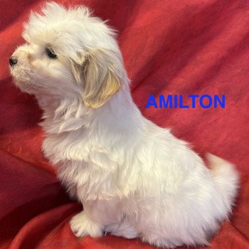 chiot Coton de tulear AMILTON à réserver Domaine de la Chantelaie