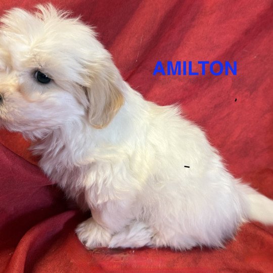 chiot Coton de tulear AMILTON à réserver Domaine de la Chantelaie