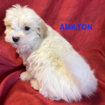 chiot Coton de tulear AMILTON à réserver Domaine de la Chantelaie