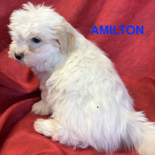 chiot Coton de tulear AMILTON à réserver Domaine de la Chantelaie