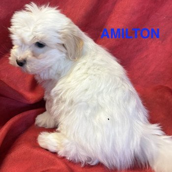 chiot Coton de tulear AMILTON à réserver Domaine de la Chantelaie