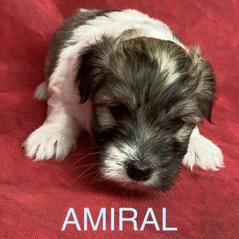 chiot Coton de tulear AMIRAL coton LOF à réserver Domaine de la Chantelaie