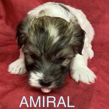 chiot Coton de tulear AMIRAL coton LOF à réserver Domaine de la Chantelaie