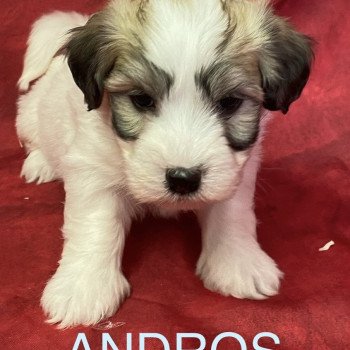 chiot Coton de tulear ANDROS Coton à réserver Domaine de la Chantelaie chiot Coton de tulear ANDROS Coton à réserver Domaine de la Chantelaie
