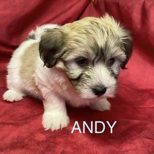 ANDY coton de tuléar à réserver Mâle Coton de tulear
