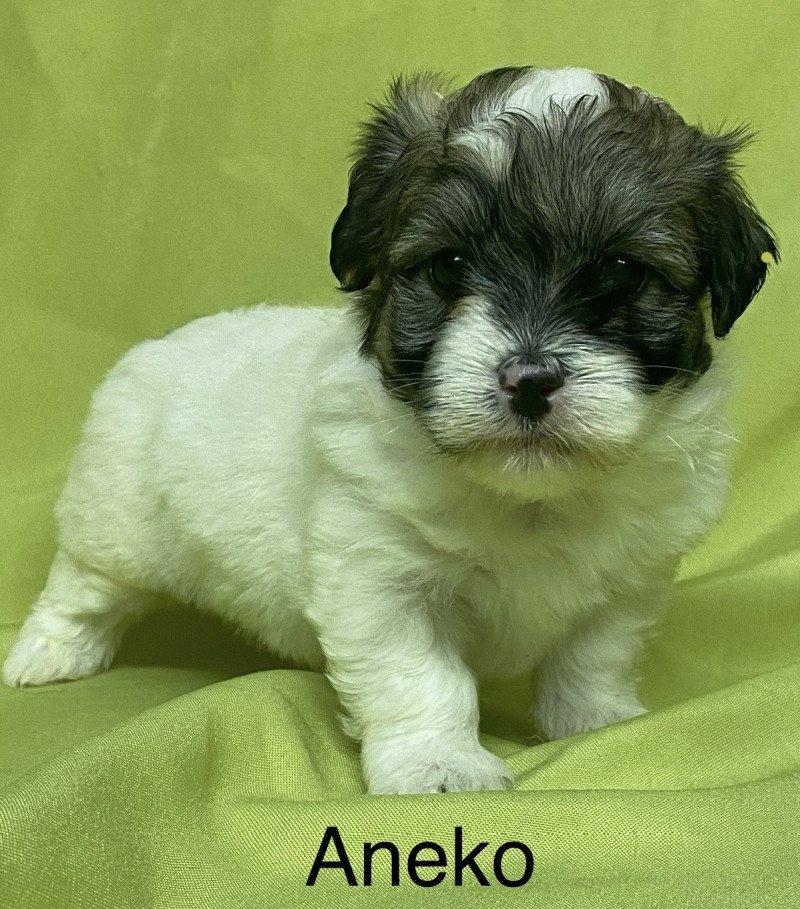 ANEKO coton à réserver Mâle Coton de tulear