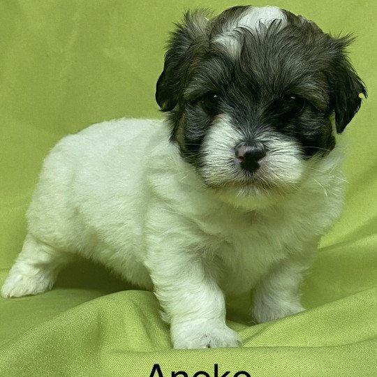 chiot Coton de tulear ANEKO coton à réserver Domaine de la Chantelaie