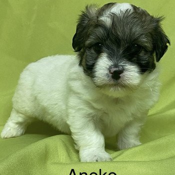 chiot Coton de tulear ANEKO coton à réserver Domaine de la Chantelaie