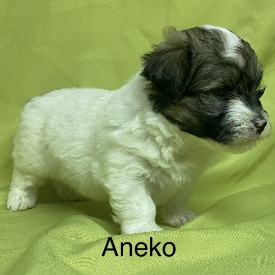chiot Coton de tulear ANEKO coton à réserver Domaine de la Chantelaie