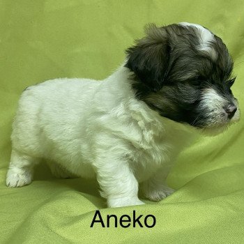 chiot Coton de tulear ANEKO coton à réserver Domaine de la Chantelaie