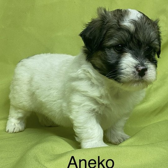chiot Coton de tulear ANEKO coton à réserver Domaine de la Chantelaie