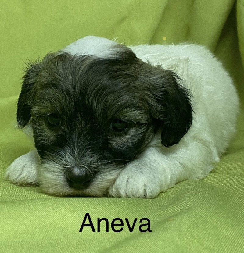 ANEVA coton à réserver Femelle Coton de tulear