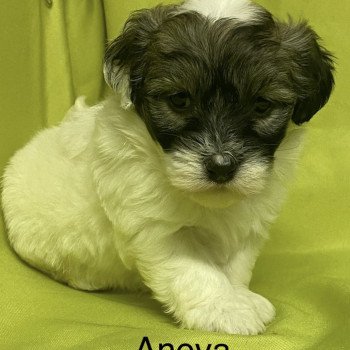 chiot Coton de tulear ANEVA coton à réserver Domaine de la Chantelaie
