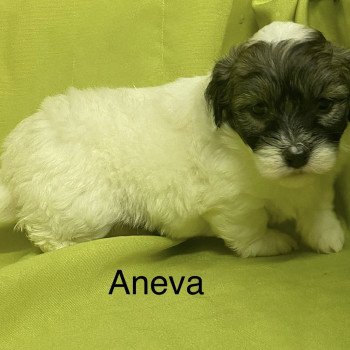 chiot Coton de tulear ANEVA coton à réserver Domaine de la Chantelaie