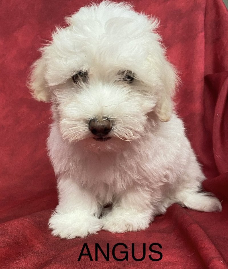 ANGUS coton Mâle Coton de tulear