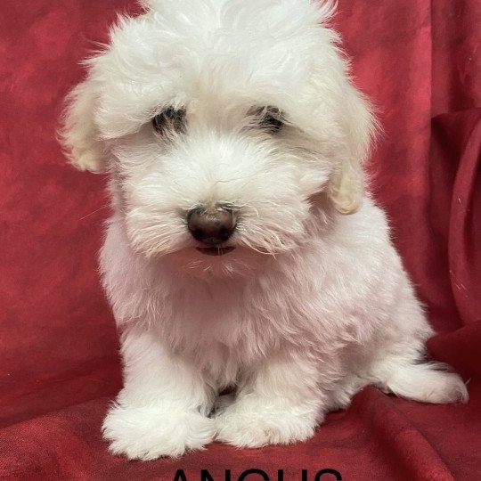 chiot Coton de tulear ANGUS coton Domaine de la Chantelaie