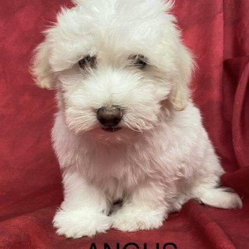 chiot Coton de tulear ANGUS coton Domaine de la Chantelaie chiot Coton de tulear ANGUS coton Domaine de la Chantelaie