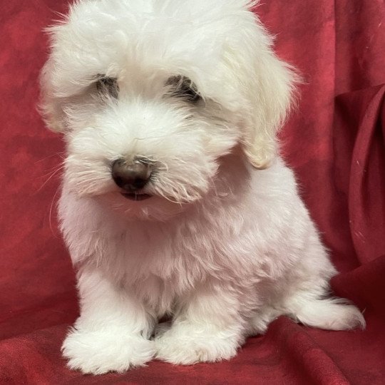 chiot Coton de tulear ANGUS coton Domaine de la Chantelaie
