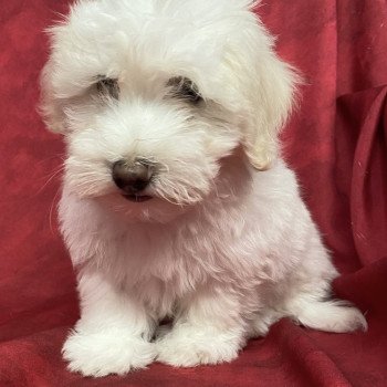 chiot Coton de tulear ANGUS coton Domaine de la Chantelaie chiot Coton de tulear ANGUS coton Domaine de la Chantelaie