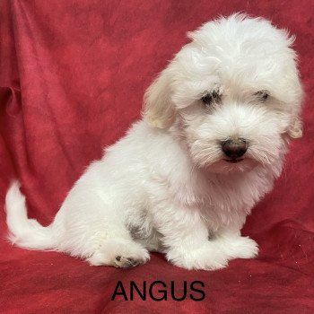 chiot Coton de tulear ANGUS coton Domaine de la Chantelaie chiot Coton de tulear ANGUS coton Domaine de la Chantelaie
