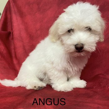 chiot Coton de tulear ANGUS coton Domaine de la Chantelaie chiot Coton de tulear ANGUS coton Domaine de la Chantelaie