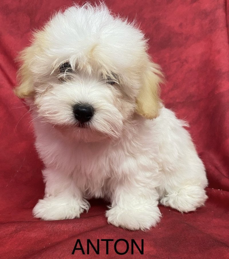 ANTON coton Mâle Coton de tulear