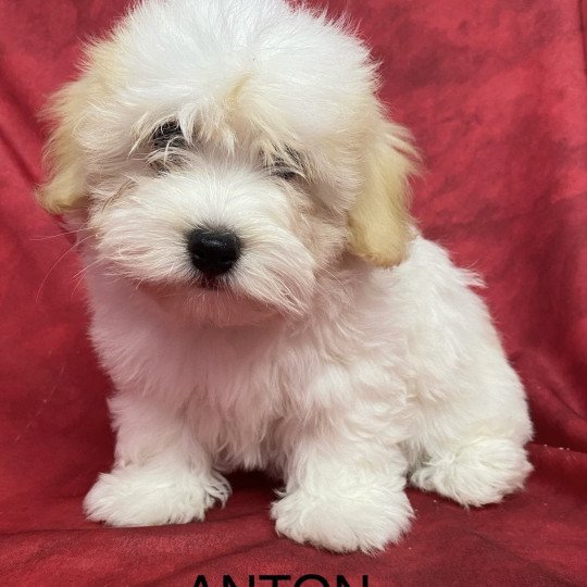 chiot Coton de tulear ANKO coton Domaine de la Chantelaie